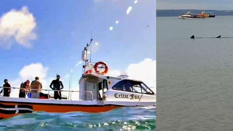 Πανικός σε παραλία της Κορνουάλης: Εμφανίστηκε καρχαρίας για πρώτη φορά μετά από 175 χρόνια [Βίντεο]