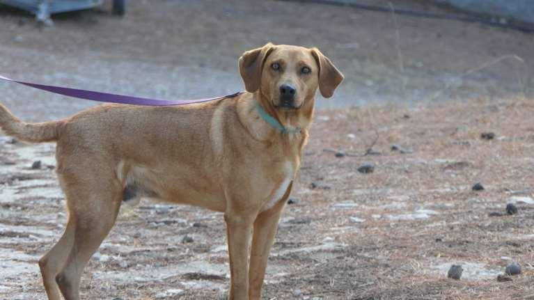 Υιοθετήστε ένα αδεσποτάκι: Ο Χάρης λατρεύει τους ανθρώπους, είναι απίστευτα τρυφερός και γλυκός