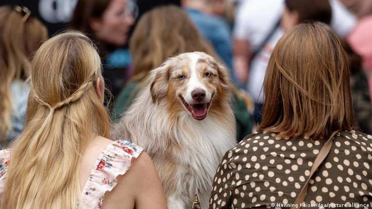 Petfluencer: Πάρτι για τους διάσημους... σκύλους του ίντερνετ [εικόνες]