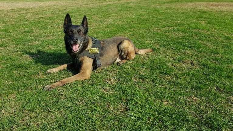 Θεσσαλονίκη: 40χρονη πέταξε κοκαΐνη στην τουαλέτα αλλά την εντόπισε το &quot;λαγωνικό&quot; ΙCE της ΕΛ.ΑΣ