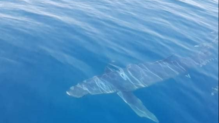 Απίστευτο: Καρχαρίας κολυμπούσε δίπλα σε ψαρά στην Κινέτα