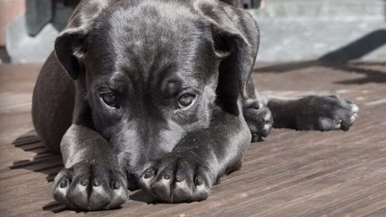 Ζαχάρω Ηλείας: Βίντεο - σοκ με σκυλίτσα - Δεμένη με χοντρή αλυσίδα και σκελετωμένη