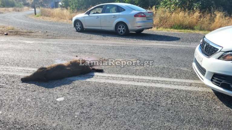 Τροχαίο με αγριογούρουνο το πρωί της Τετάρτης στη Λαμία- Συγκρούστηκε με φορτηγό