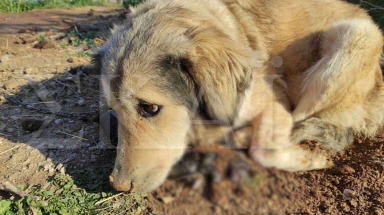 Φρίκη στην Ευκαρπία Θεσσαλονίκης: Σκυλίτσα κλαίει αλυσοδεμένη πάνω στα νεκρά μωρά της