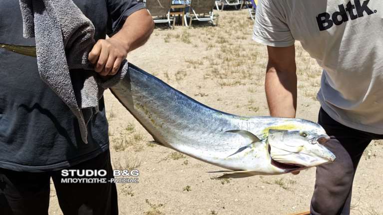 Τυχεροί στο Ναύπλιο: Έπιναν το καφέ τους στην ξαπλώστρα και έπιασαν ένα μεγάλο ψάρι χωρίς να... κουραστούν [βίντεο]