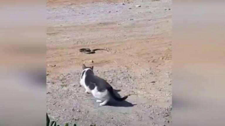 Κρήτη: Φίδι εναντίον γάτας - Μία επική μάχη με έναν νικητή [βίντεο]