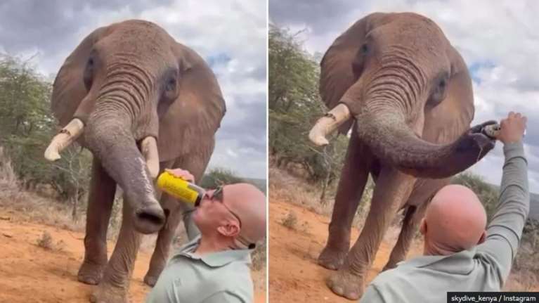 Κένυα: Οργή για τον άνδρα τουρίστα που έριξε μπύρα σε ελέφαντα