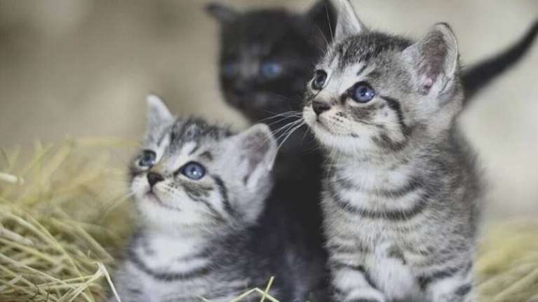 Ρόδος: Πρόστιμο 120.000 ευρώ σε 76χρονο που εγκατέλειψε τέσσερα γατάκια