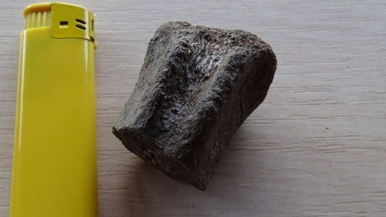 Στα ίχνη δεινοσαύρων Βούλγαροι επιστήμονες - Ανακάλυψαν απολιθώματα που ενδέχεται να ανήκουν σε προϊστορικά γιγάντια ερπετά