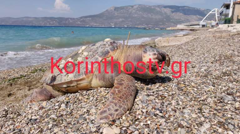 Κόρινθος: Νεκρή εντοπίστηκε σε παραλία μια χελώνα καρέτα - καρέτα [Εικόνες - Βίντεο]