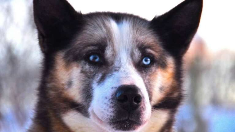 Η Ναταλία Γερμανού δίνει αμοιβή σε όποιον γνωρίζει τον δράστη που κακοποίησε μέχρι θανάτου τον σκύλο στην Αράχωβα