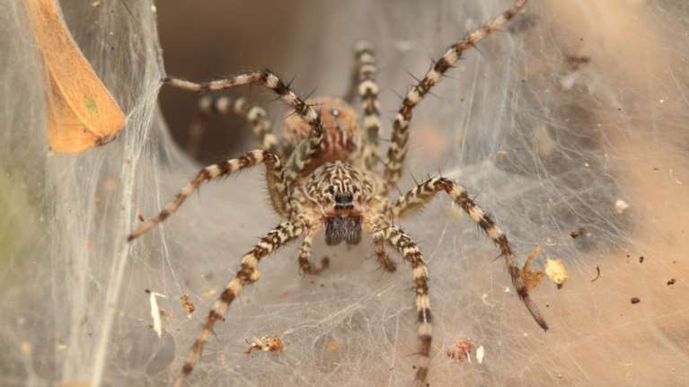 Πύργος: Σε κρίσιμη κατάσταση 48χρονος μετά από τσίμπημα αράχνης