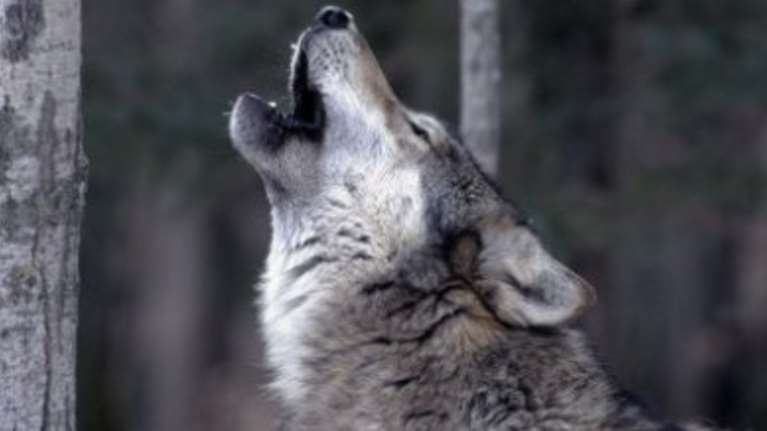 Λύκος στον Διόνυσο: Οδηγίες από τον δήμο στους πολίτες - "Προσοχή στη βόλτα με το κατοικίδιο, μην αφήνετε υπολείμματα τροφών"