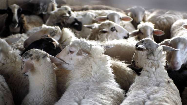Ελλείψεις αμνοεριφίων ενόψει Πάσχα: Προτίμησαν τις εξαγωγές για το Πάσχα των Καθολικών οι κτηνοτρόφοι - Αντιδρούν στο &quot;Καλάθι&quot;