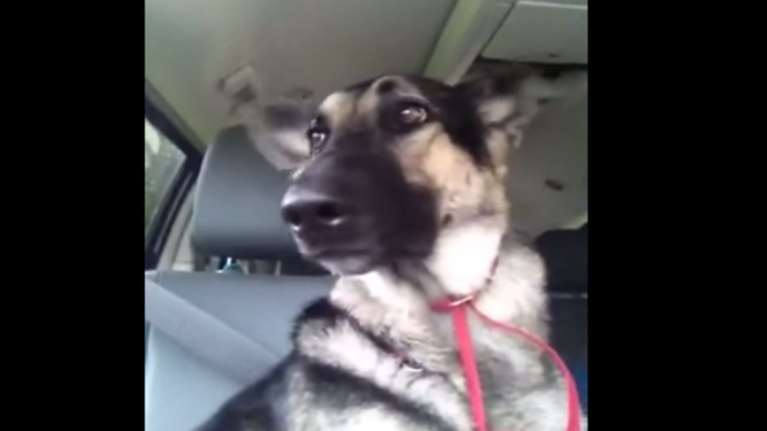 ΗΠΑ: Σκυλίτσα οδήγησε αστυνομικούς στο σημείο που έπαθε τροχαίο το αφεντικό της
