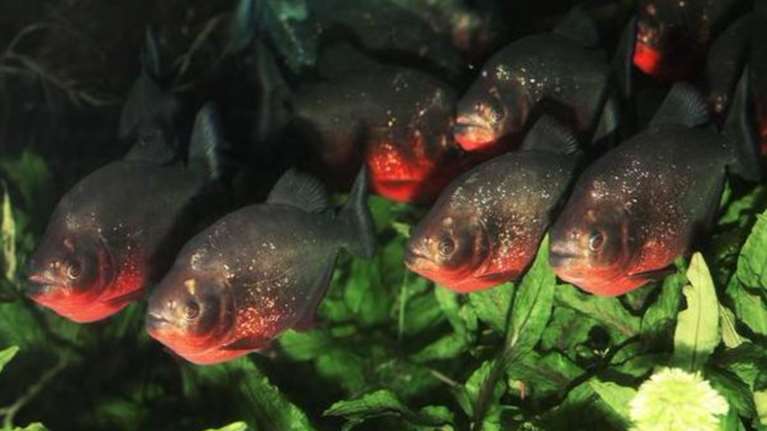 Βραζιλιάνος ήθελε να ξεφύγει από σμήνος μελισσών αλλά έπεσε σε λίμνη με πιράνχας και τον έφαγαν