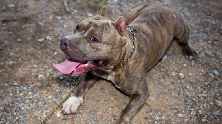 Ηράκλειο: Αστυνομικοί της ΔΙΑΣ έσωσαν πιτ μπουλ σε φλεγόμενο σπίτι - Ρίσκαραν ακόμα και τη ζωή τους