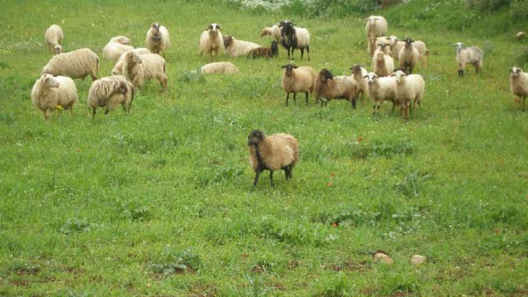 Σκάνδαλο ΟΠΕΚΕΠΕ: Το γερμανικό Stern γράφει ότι ο Μητσοτάκης δέχεται μεγάλες πιέσεις λόγω Κρήτης