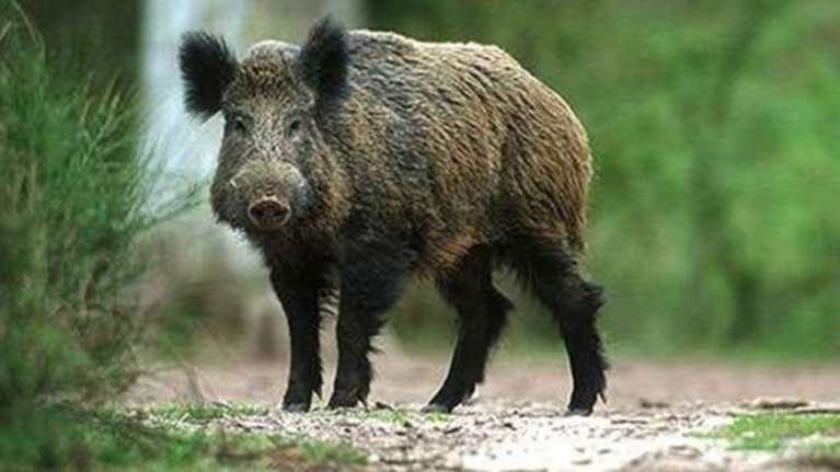 Εύβοια: Αγριογούρουνα σε κεντρικά σημεία της Χαλκίδας - Διαμαρτύρονται οι κάτοικοι