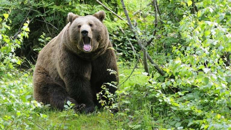 Κοζάνη: Νεκρή η αρκούδα που συγκρούστηκε με αυτοκίνητο στην Εγνατία Οδό