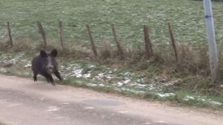 Τραγωδία στον Βόλο: Νεκρός 25χρονος οδηγός μετά από σύγκρουση με αγριογούρουνο στις Μικροθήβες