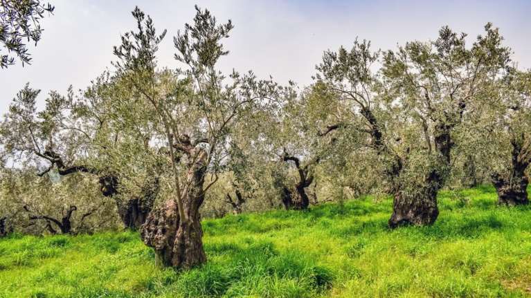 Τραγωδία στην Κρήτη: Νεκρός βρέθηκε 20χρονος σε ελαιώνα - Αγνοούνταν εδώ και μέρες