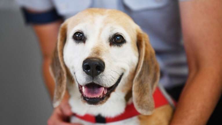 Παπαστεργίου: Έρχεται ψηφιακή πλατφόρμα για τα ζώα συντροφιάς - Σε λίγες μέρες ξεκινάει ο ψηφιακός βοηθός του gov.gr