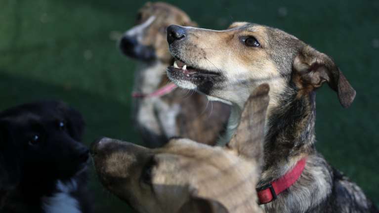 Αγέλη αδέσποτων σκύλων επιτέθηκε σε 3χρονο παιδί και τη μητέρα του στον Αλμυρό Βόλου