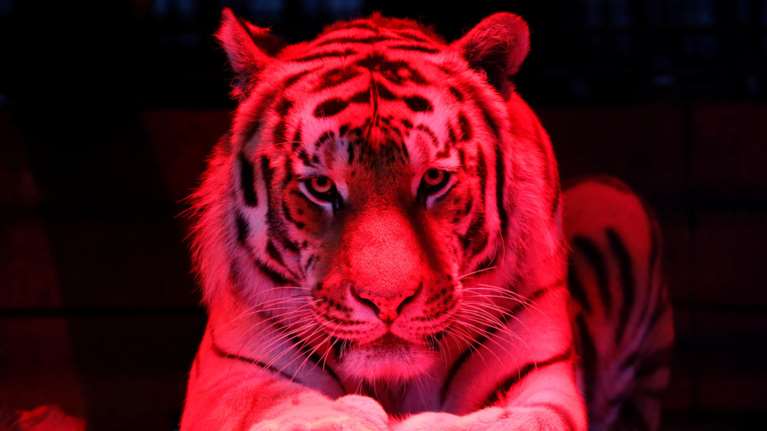 Ινδονησία: Μυστήριο σε ζωολογικό κήπο - Κόλλησαν κορονοϊό δύο τίγρεις της Σουμάτρας