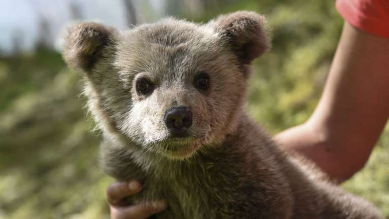 Αρκουδάκι &quot;τρύπωσε&quot; σε αυλή σπιτιού στην Κοζάνη- Η απίθανη αντίδραση του σκύλου [βίντεο]