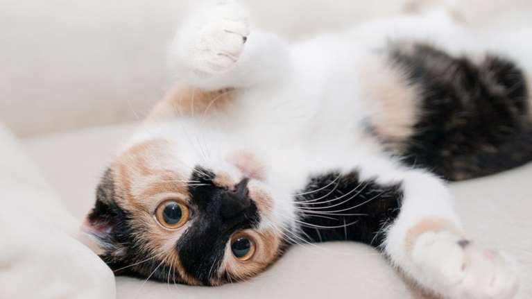 Πάτρα: Διαμαρτυρίες για την αποφυλάκιση νεαρού που εσφαξε γάτα σε πάρκο για να τη φάει