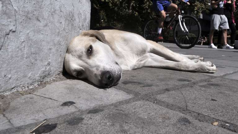 Απαγόρευση κυκλοφορίας: Ειδική βεβαίωση για τη φροντίδα των αδέσποτων
