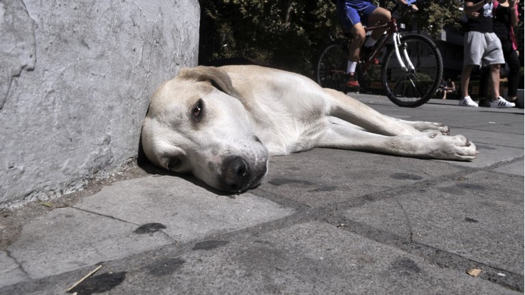 Θεσσαλονίκη: «Πόλεμος» Δημάρχων για τα αδέσποτα