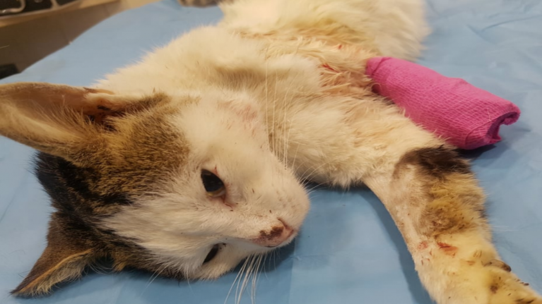 Η &quot;ανάσταση&quot; του Περσέα: Ο πυροβολημένος γάτος με τα κομμένα πόδια ξαναπερπατά [βίντεο]