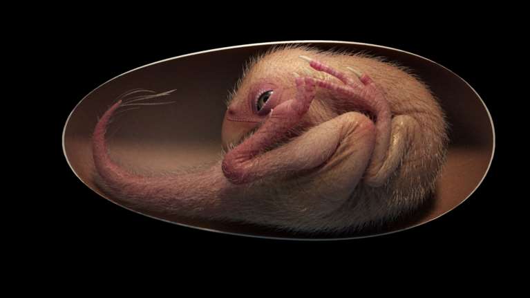 Το απίστευτα διατηρημένο έμβρυο δεινοσαύρου μέσα σε απολιθωμένο αβγό [εικόνα - βίντεο]