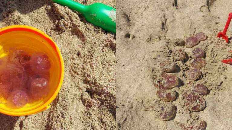 Μωβ μέδουσες: &quot;Τρομοκρατούν&quot; και την Κρήτη - Γέμισαν ολόκληρο κουβά στα Φαλάσαρνα [Εικόνες]