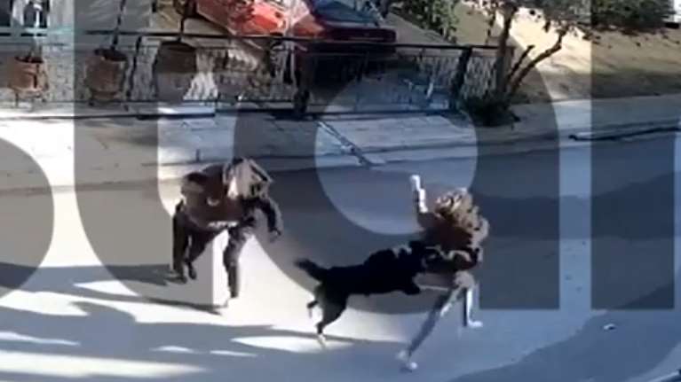 Καματερό: Η επίθεση που δέχθηκε 9χρονος από σκύλο - Βίντεο ντοκουμέντο