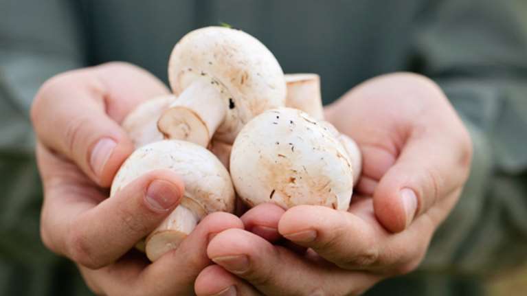 Στο ΑΧΕΠΑ με οξεία ηπατική ανεπάρκεια ζευγάρι που έφαγε μανιτάρια - Aγώνας δρόμου για μοσχεύματα