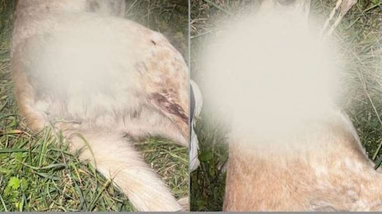 Νέο άγριο έγκλημα: Σκότωσαν με σκάγια για πουλιά αδέσποτη σκυλίτσα στον Βόλο - Βρέθηκε σχοινί δίπλα στον λαιμό της