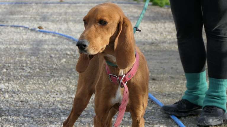 Σώστε ένα αδεσποτάκι: Η Κέλλυ - Αυτό το κορίτσι το βελούδινο, με το βαθύ βλέμμα και τα αυτιά κοτσίδες...