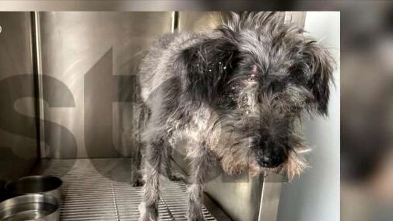 Σε καταφύγιο για φιλοξενία το σκυλί που έθαψε ζωντανό 90χρονος