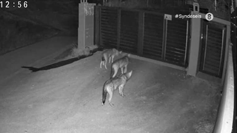 Θεσσαλονίκη: Λύκοι έφτασαν σε είσοδο σπιτιού στο Πανόραμα [βίντεο]