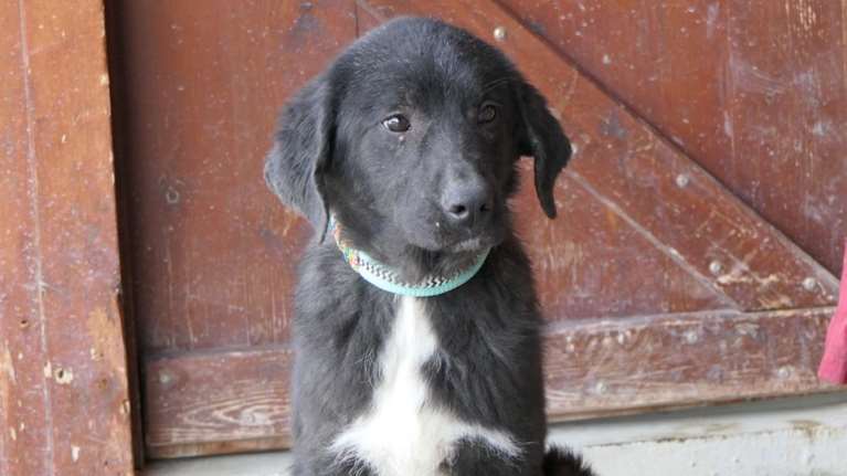 Σώστε ένα αδεσποτάκι: Εχει κοροϊδέψει δύο φορές τον θάνατο -  Οι πρώτοι μήνες της ζωής του ήταν φρικτοί