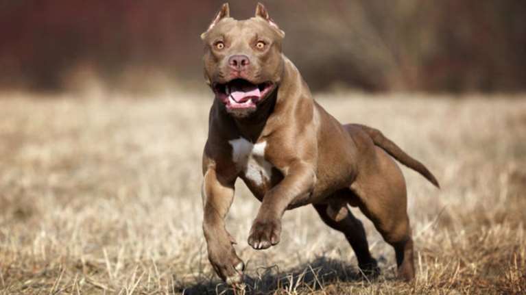 Διαψεύδουν την επίθεση των πιτ μπουλ πατέρας και γιος από τα Φάρσαλα και μηνύουν τους τεχνικούς του ΔΕΔΔΗΕ