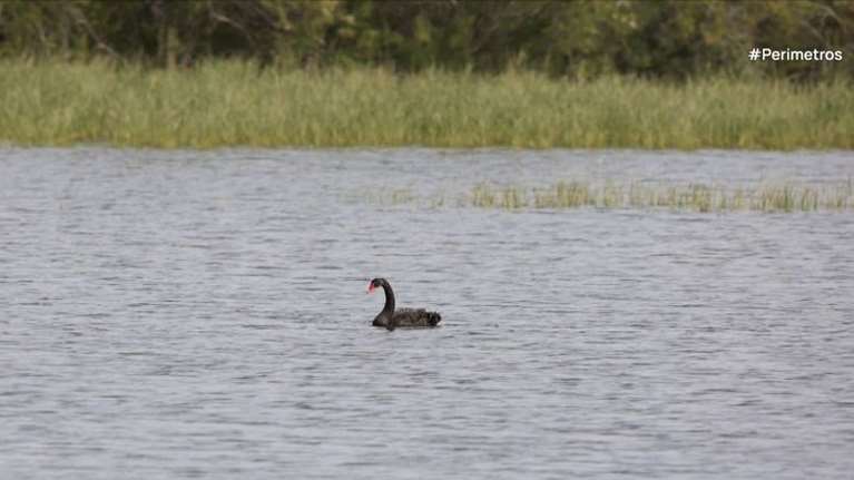 Σπάνιο θέαμα: Εντοπίστηκε μαύρος κύκνος στο δέλτα του Έβρου [Βίντεο]