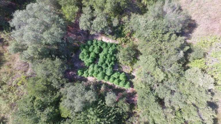 Ανάβυσσος - Μεγάλη επιχείρηση της ΕΛΑΣ: Φυτεία με 40.000 δενδρύλλια χασίς και 24 συλλήψεις