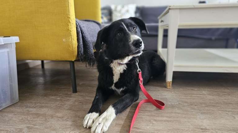 Το Μπεργκεράκι επιβίωσε, μεγάλωσε σε καταφύγιο και είναι κάτι ανάμεσα στο τέλειο και στο μη κοινωνικοποιημένο σκυλί