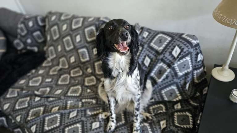 Σώστε ένα αδεσποτάκι: Η Εμμα κάνει καθιστική διαμαρτυρία μέχρι να στρωθούν τα χαλιά