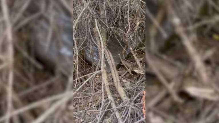 Κλοπή του αιώνα: Εδώ είχε κρύψει τους πίνακες των Πικάσο και Μοντριάν ο 49χρονος [βίντεο]