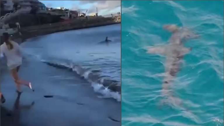 Συναγερμός στην Ισπανία: Καρχαρίες κοντά στην ακτή σε παραθεριστικά θέρετρα - Κλείνουν παραλίες στα Κανάρια νησιά